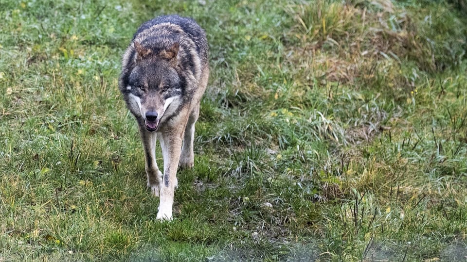 Wird der Schutz des Wolfes bald gelockert?