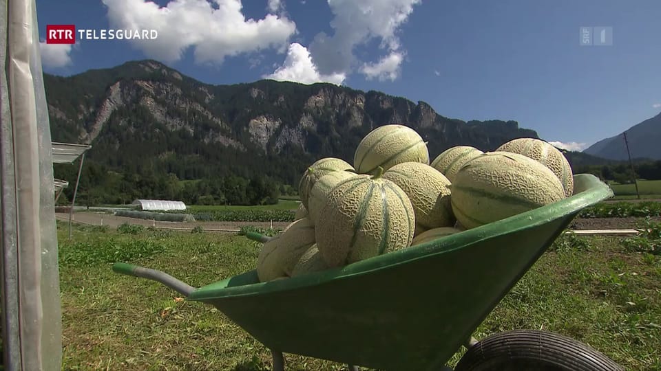 La sfida da cultivar melonas en Grischun
