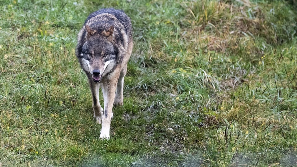 Wolfsrisse: Dieses Jahr keine Zunahme