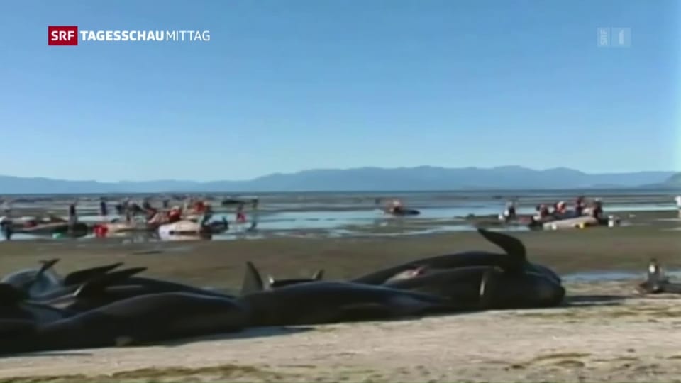 Wieder 200 Wale in Neuseelands Küste gestrandet