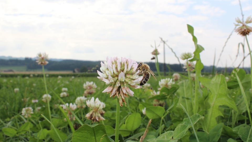Bienenschutz der Aargauer Bauern nützt