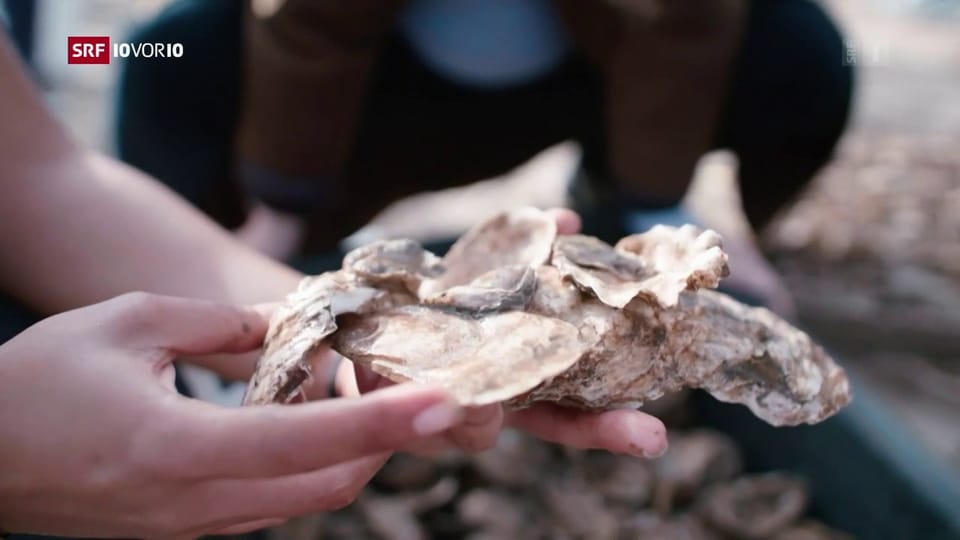 «Die Idee»: Austern sollen Wasser vor Manhattan filtern