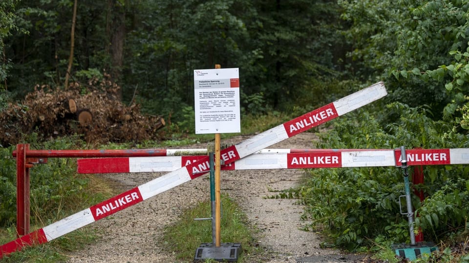Der Kanton Basel-Landschaft bereitet Finanzhilfen für Waldbesitzer vor, die unter dem KIimawandel leiden.