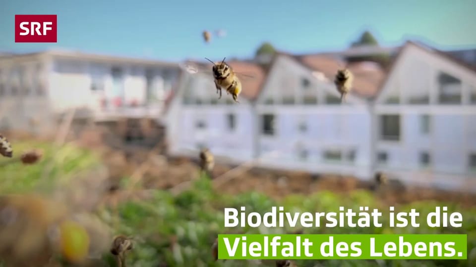 «Mission B»: Was ist eigentlich Biodiversität?