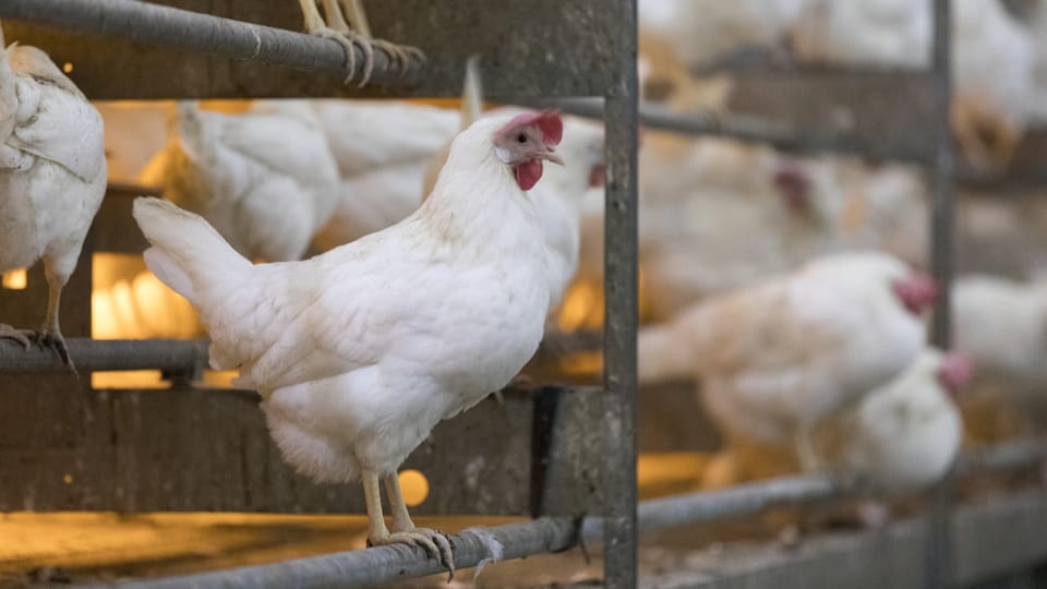 Schweiz reagiert auf grassierende Vogelgrippe in Deutschland