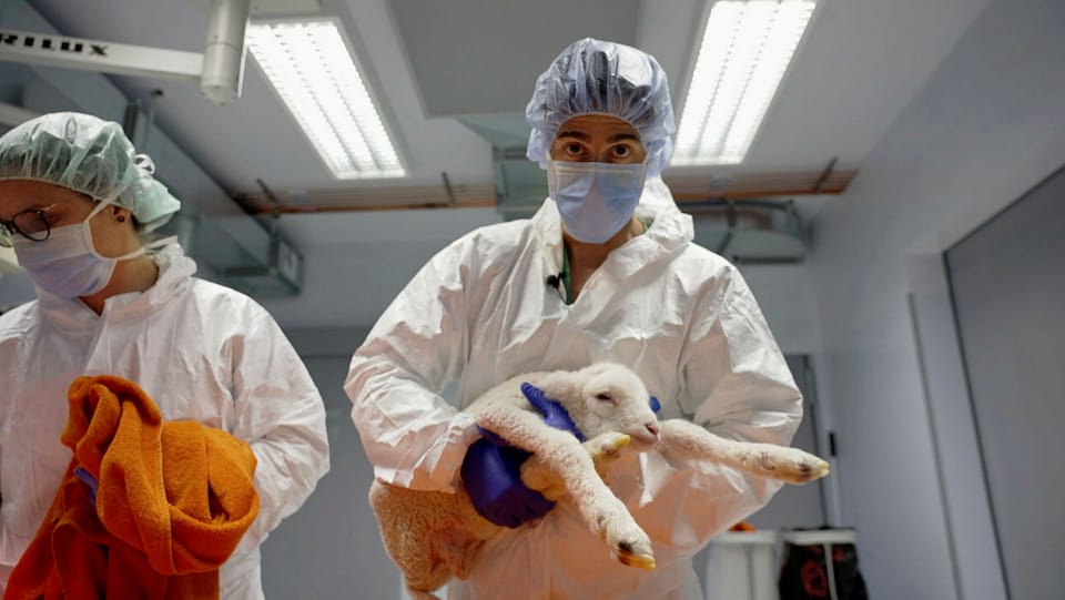 Tierversuche: Was die Chirurgie von Laborschafen lernen kann