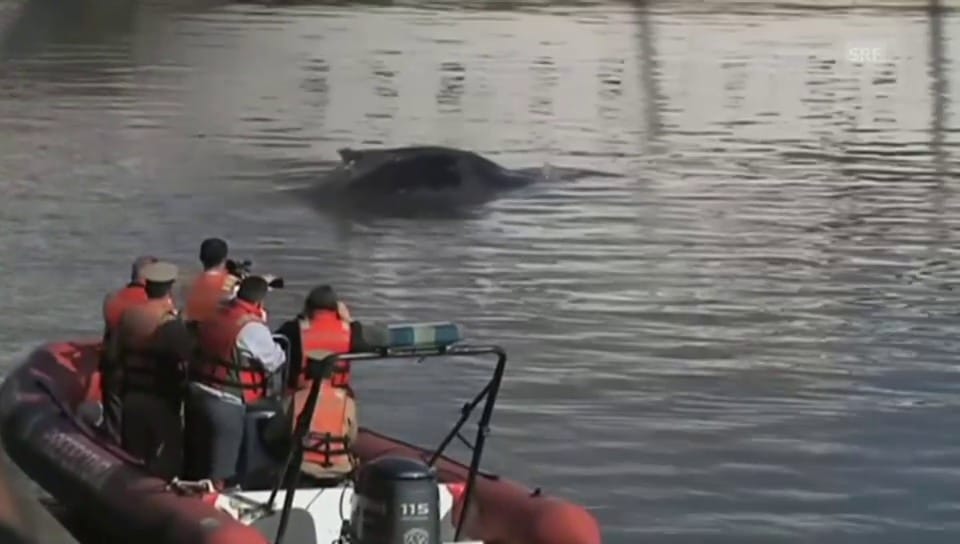 Weiss nicht mehr aus noch ein: ein kleiner Wal in Buenos Aires