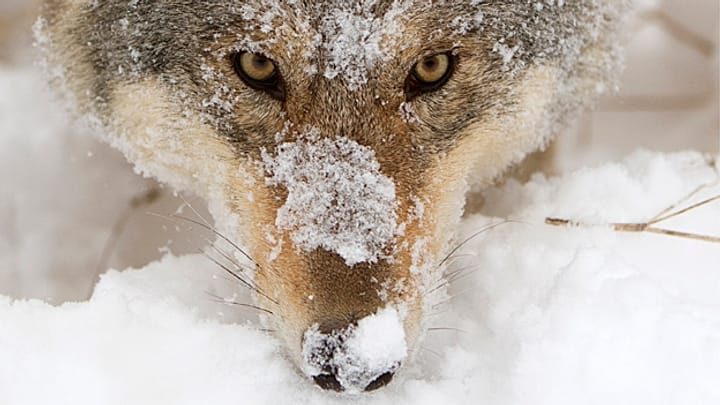 Wolf © Hank Lentfer