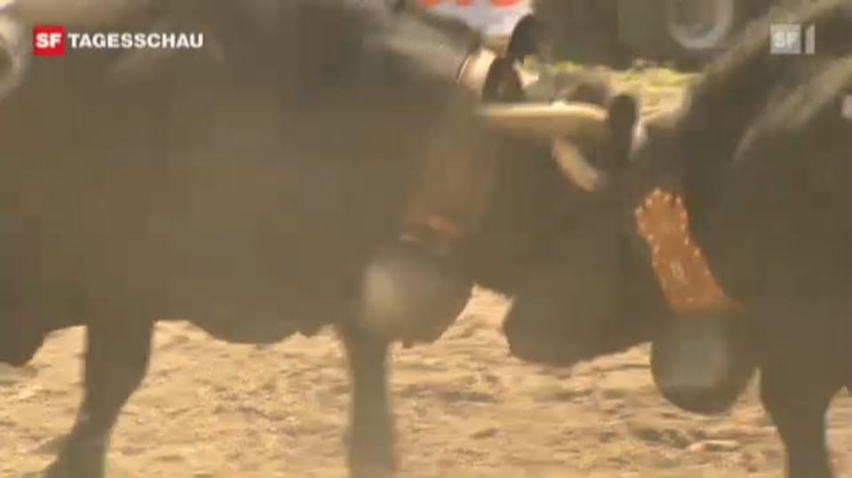 Kampf der Ehringer Kühe 2012