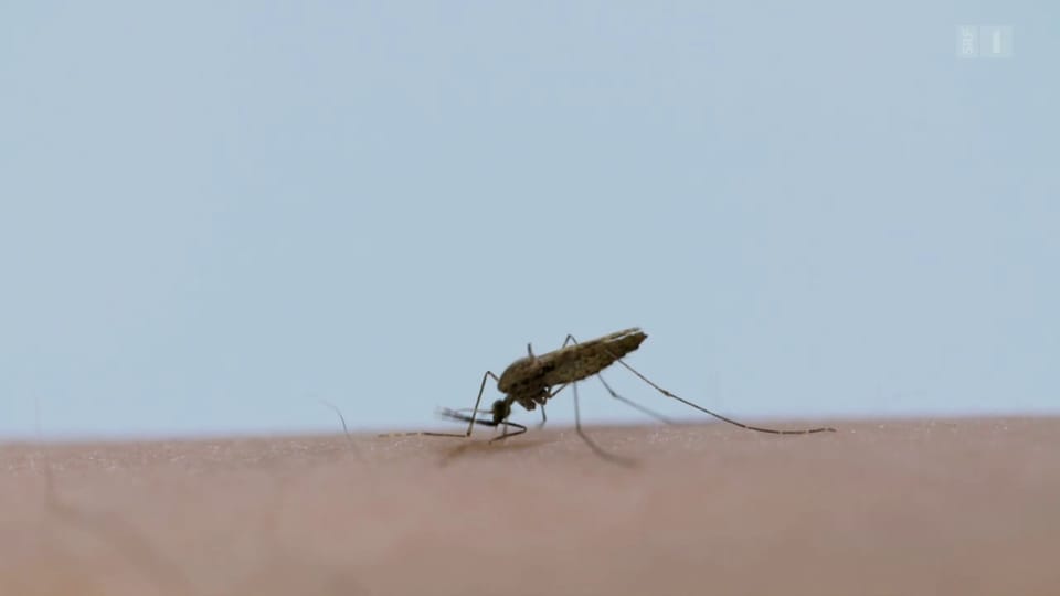 Aus dem Archiv: Mückenschutz - Das hilft gegen die Stiche