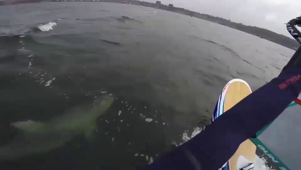 Delfine begleiten Windsurfer in Ostsee (unkomm.)