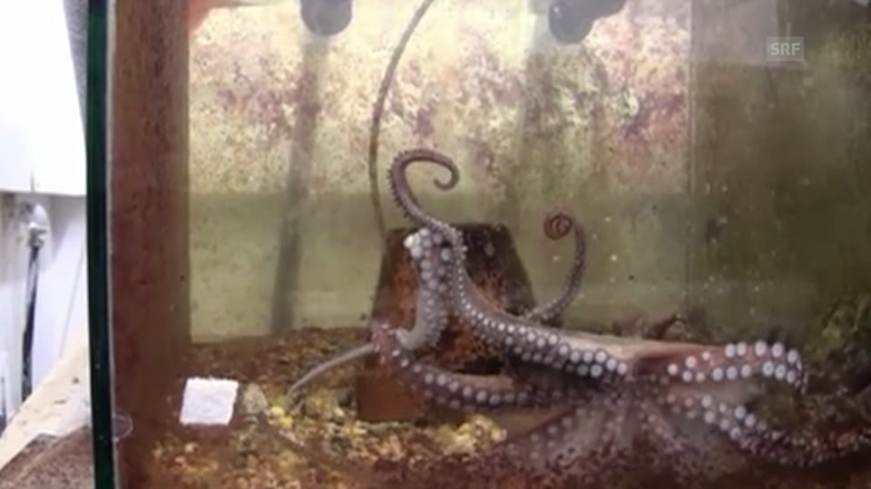 Ein Oktopus behandelt seinen amputierten Arm ganz speziell