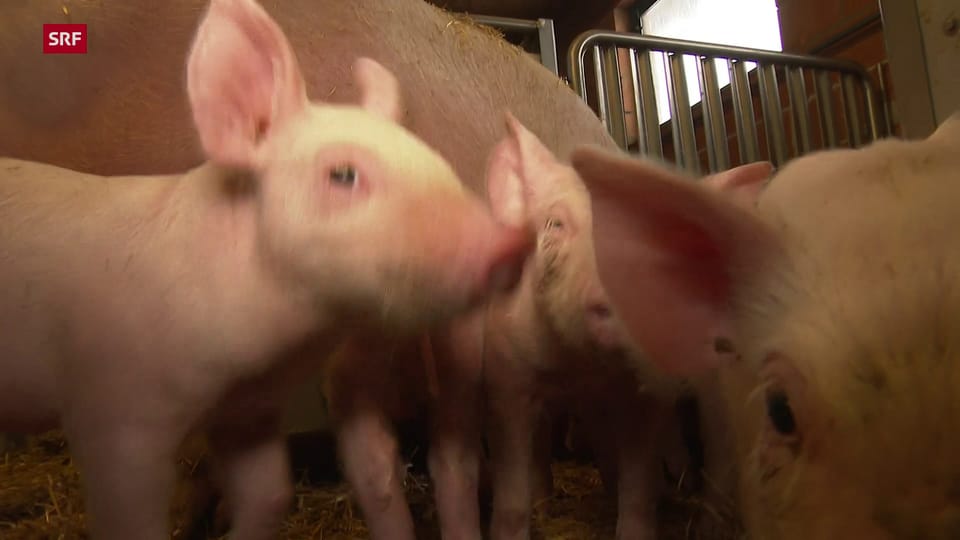 Viele Schweinezüchter verdienen zu wenig, um das Futter bezahlen zu können. 