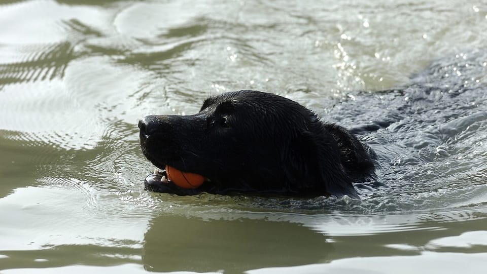 Freier Seezugang für Hunde in Romanshorn