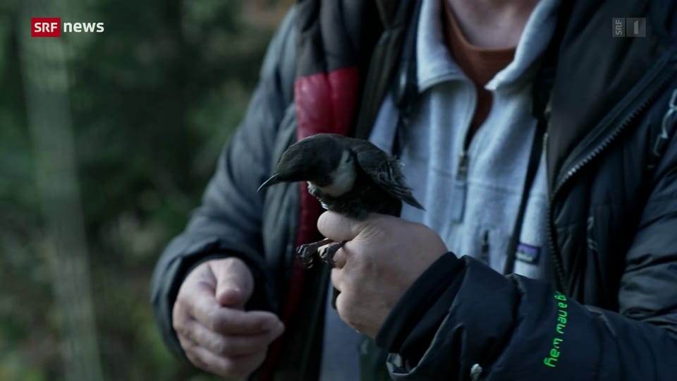 Col de Jaman: Zugvögel leiden unter Klimawandel
