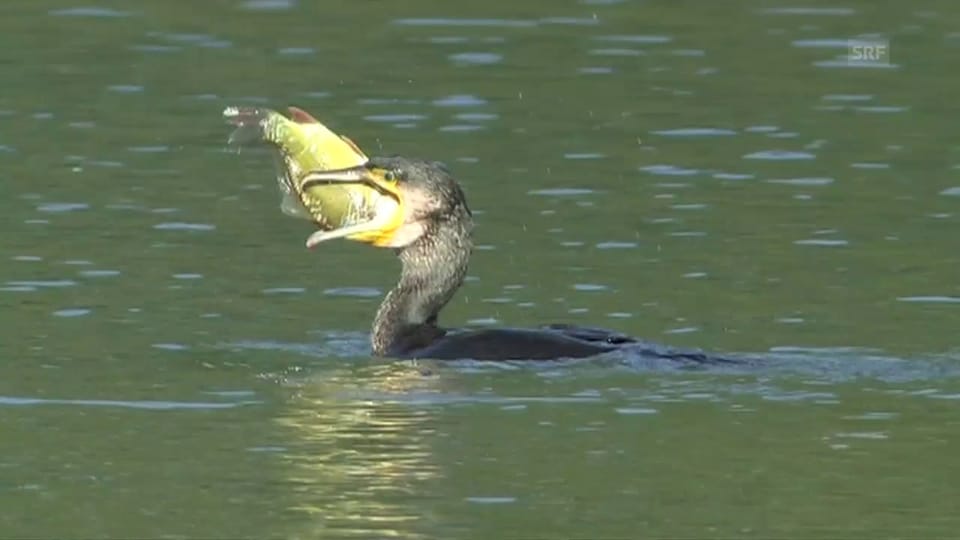 Fischfressende Vögel (Kamera Video: Felix Labhardt / Ivan Bonny)
