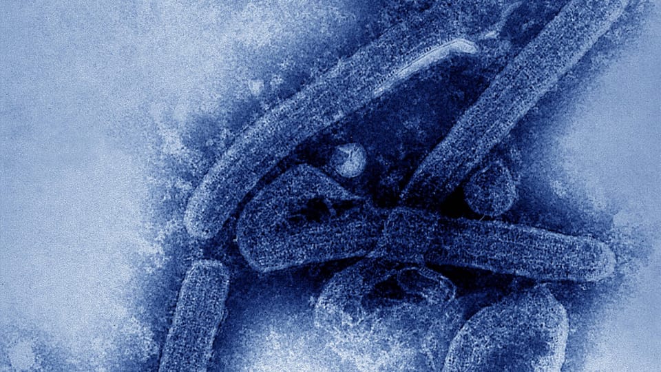 Marburg-Virus: ein hämorrhagisches Fieber wie Ebola