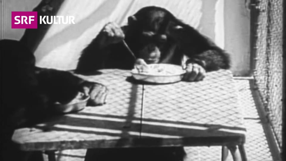 Als Affen vermenschlicht wurden: Blick in die Zoo-Geschichte