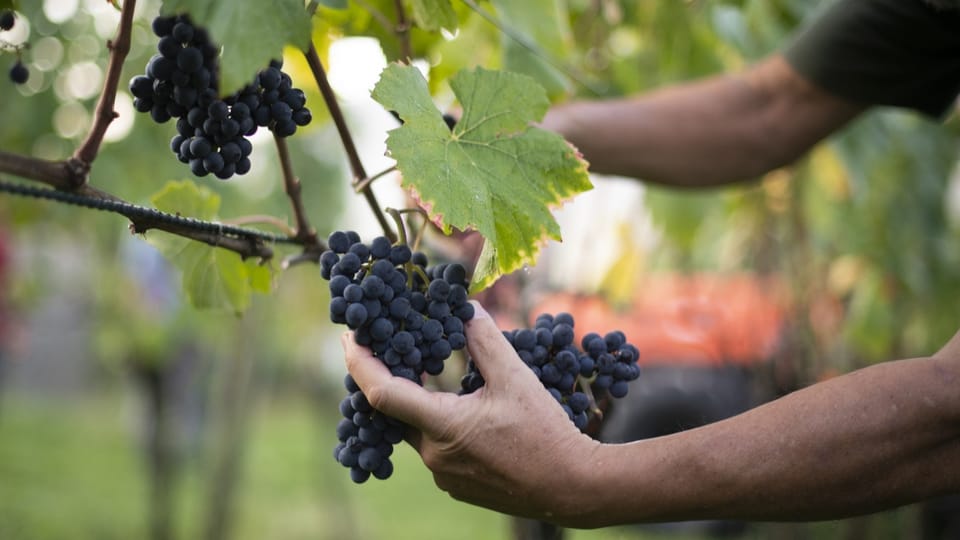 Nordwestschweizer Bauern müssen keinen Wein vernichten, auch weil es hier keine Überproduktion gibt