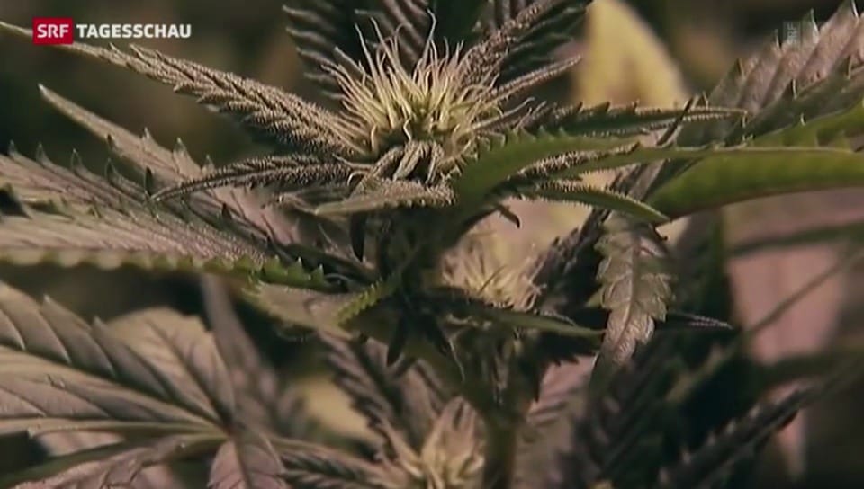 Neue Diskussion über Cannabis-Legalisierung
