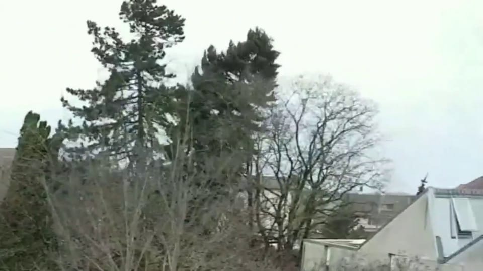 Ein Baum bei Kirchberg BE stürzt um.