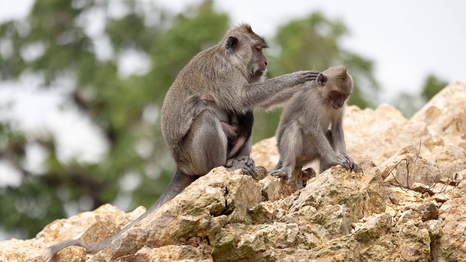 Makaken helfen Freunden