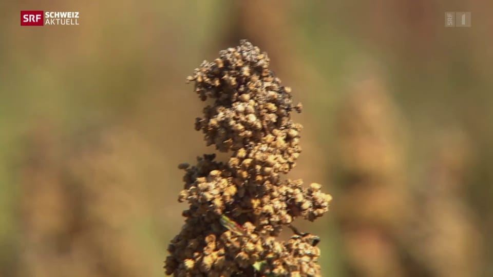 Erstes Bio-Quinoa im Seeland geerntet