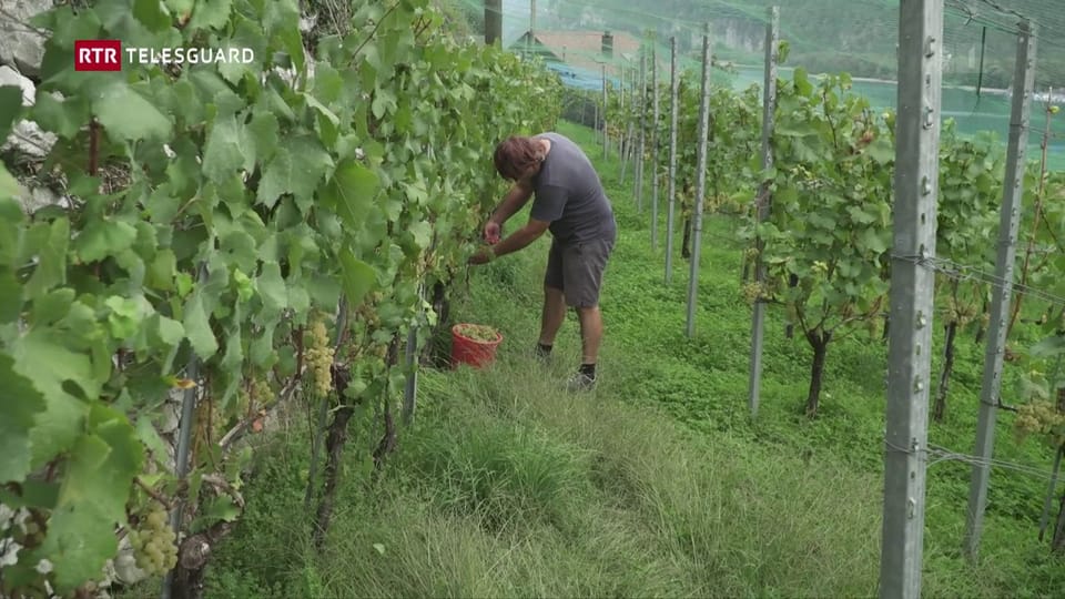 Hanspeter Cadonau è viticultur al Lai Rivaun