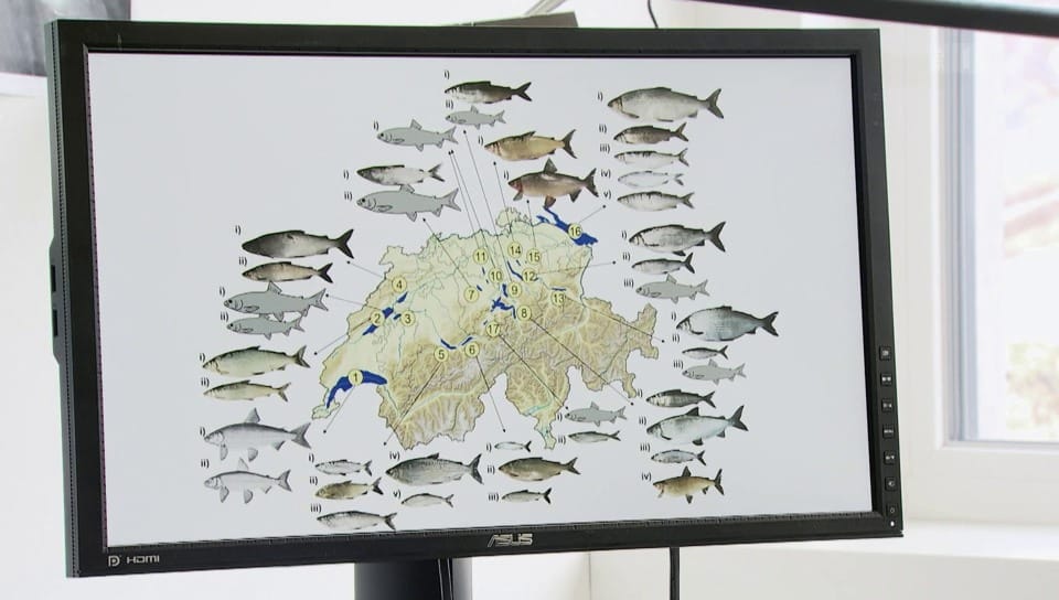 Aus dem Archiv: Die Welt der Schweizer Fische