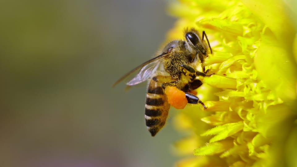 Erfolgversprechende Impfung für Bienen zugelassen