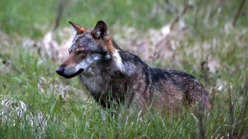 Amtsleiter und Wildhüter auf Wolfsjagd in Russland