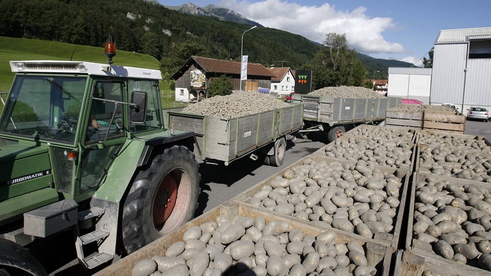 Etwa 360 Lastwagen voller Kartoffeln sind übrig