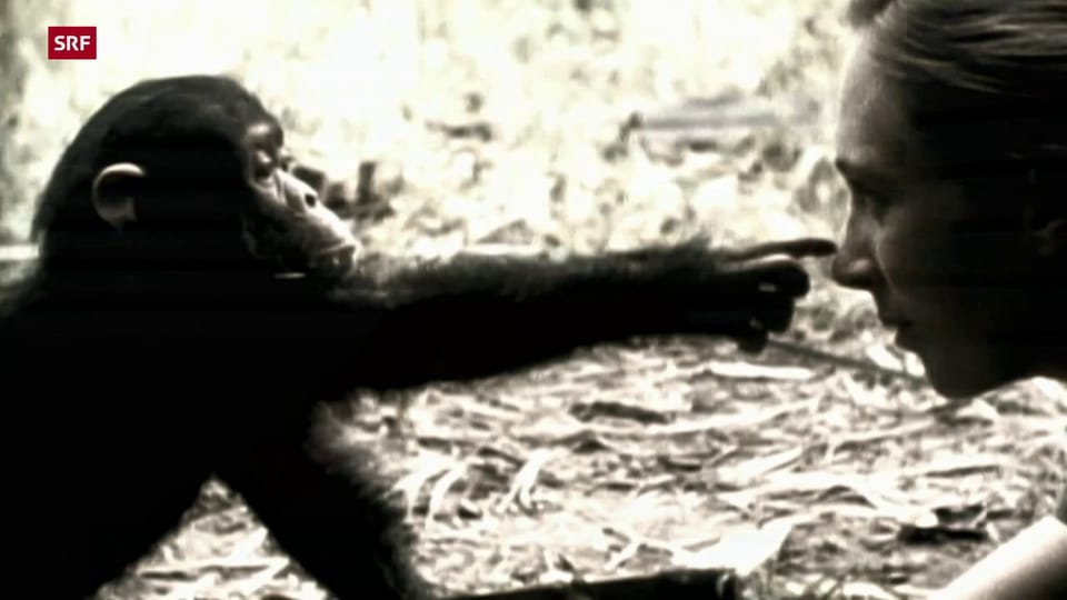 Weshalb die Forderung nach Grundrechten für Affen scheiterte