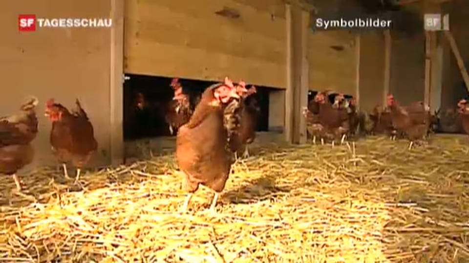 Aus dem Archiv: 5000 Hühner wegen Virusinfektion getötet