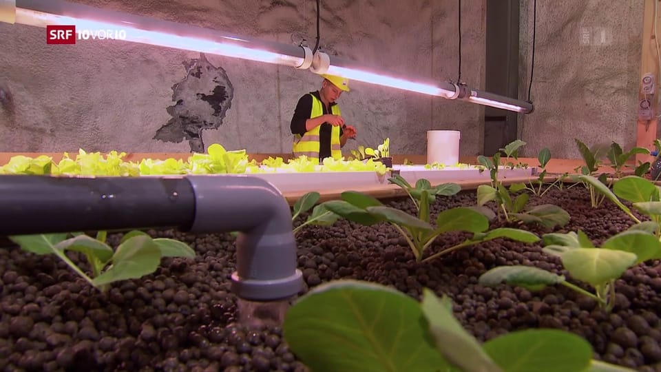 «Die Idee»: Gemüse aus dem Untergrund