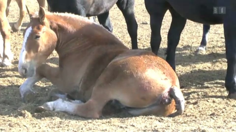 23.04.13: Quälerei für Pferdefleisch: Branche beschönigt Zustände