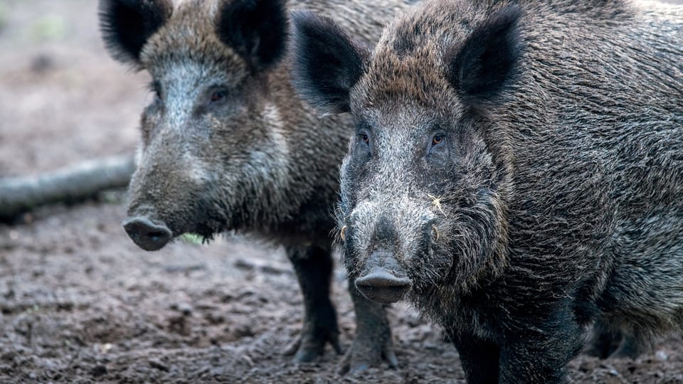 Die Afrikanische Schweinepest ist für Menschen ungefährlich. Für Schweine endet sie innert Kürze tödlich.