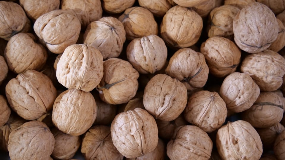Fünf Tonnen Nüsse dürften geknackt werden in Malans
