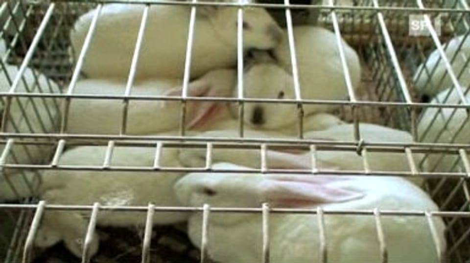 Kaninchenfleisch: Weitere Fälle von Tierquälerei
