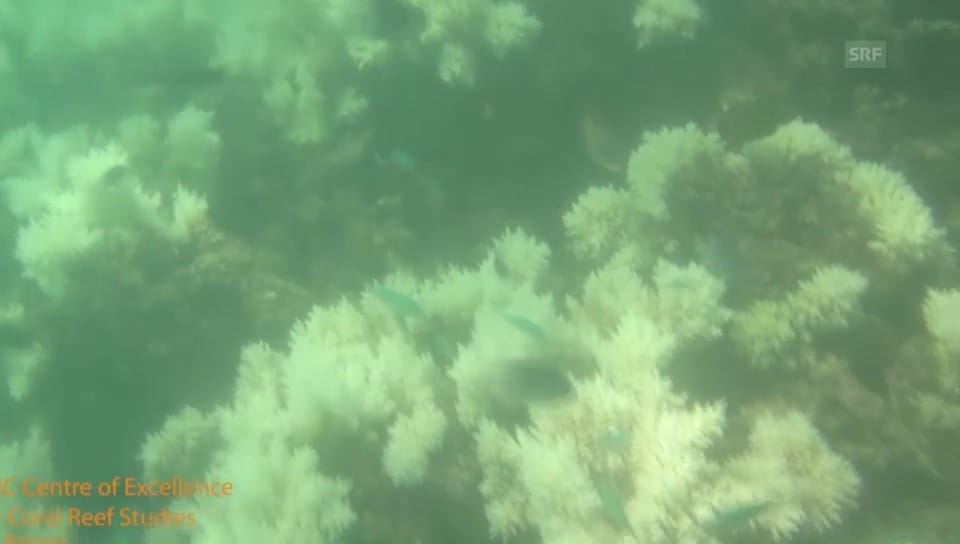 Unterwasservideo: Das farblose Great Barrier Reef