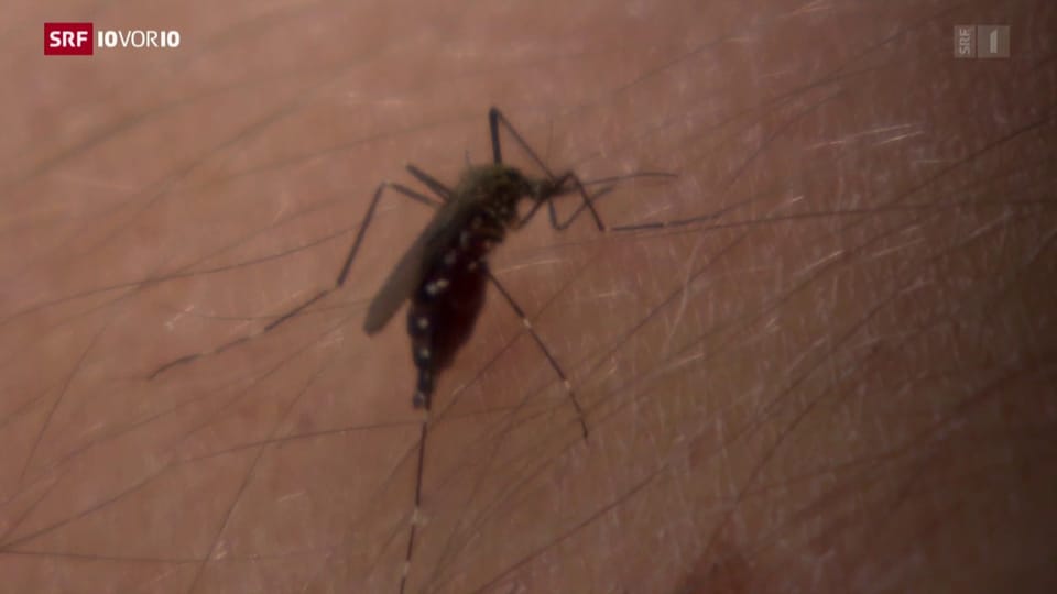 Vermehrt Dengue-Fieber Fälle in der Schweiz