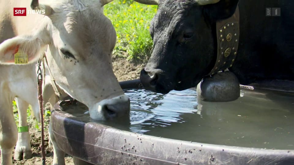 Wallis: Bauern wollen Wasser aus dem Tseuzier-Stausee nutzen