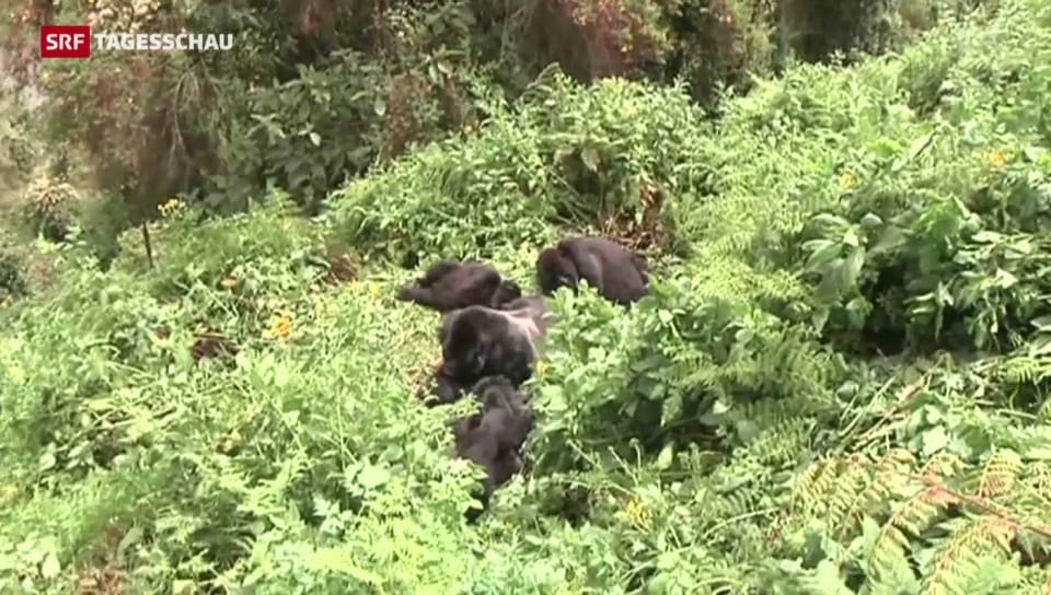 Berggorillas in Ruanda bekommen einen Namen – um sie zu schützen