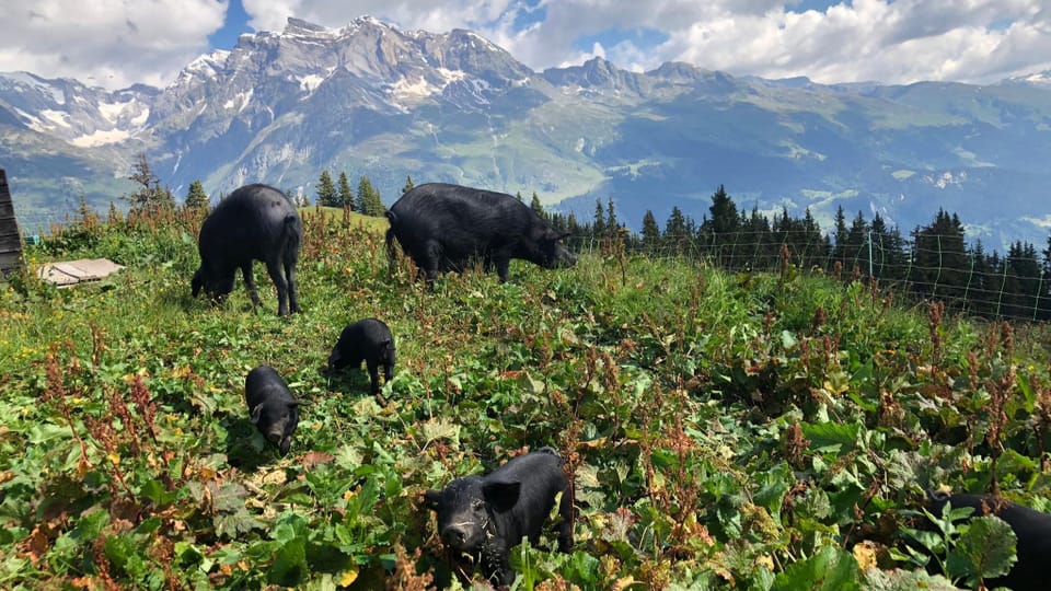 Die Schwarzen Alpenschweine sind ideal angepasst - hier am Beispiel der Alp Nadels im Val Sumvitg.