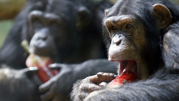 Basel stimmt über Recht für Primaten ab