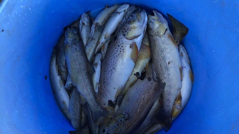 Rund hundert Fische sterben in Baselbieter Bächen