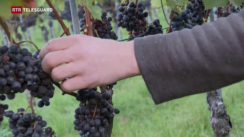 Cumbatter la sfarinussa faussa - dus viticulturs cun duas differentas vias