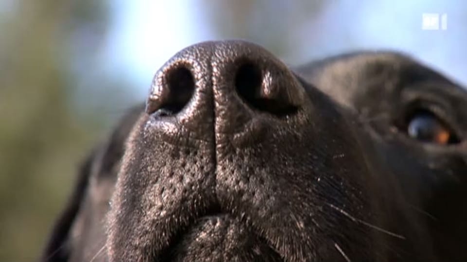 Hunde können Krebs riechen