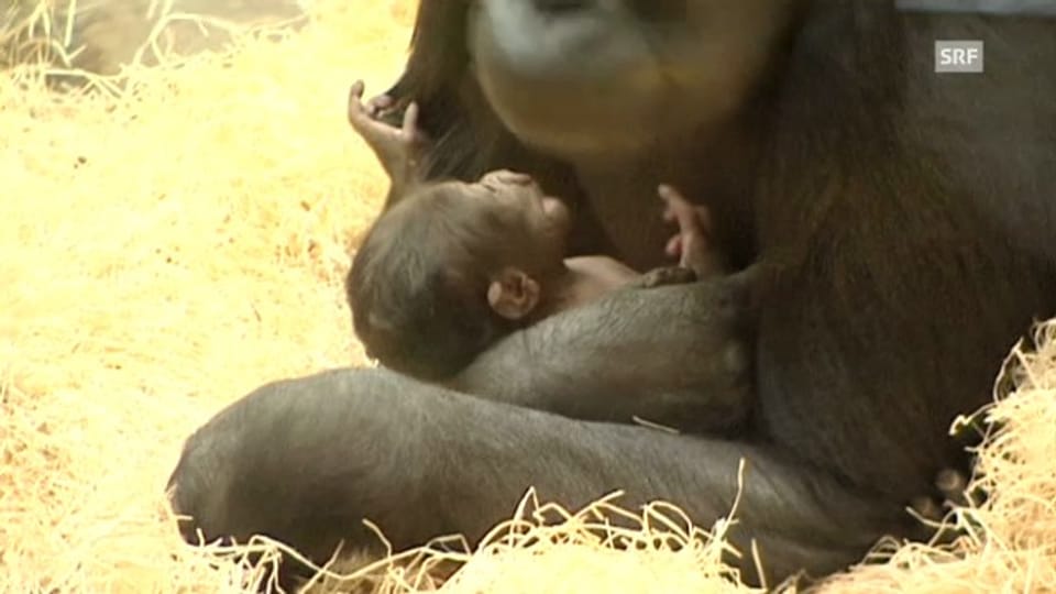 Das Gorilla-Baby im Prager Zoo (unkommentiert)