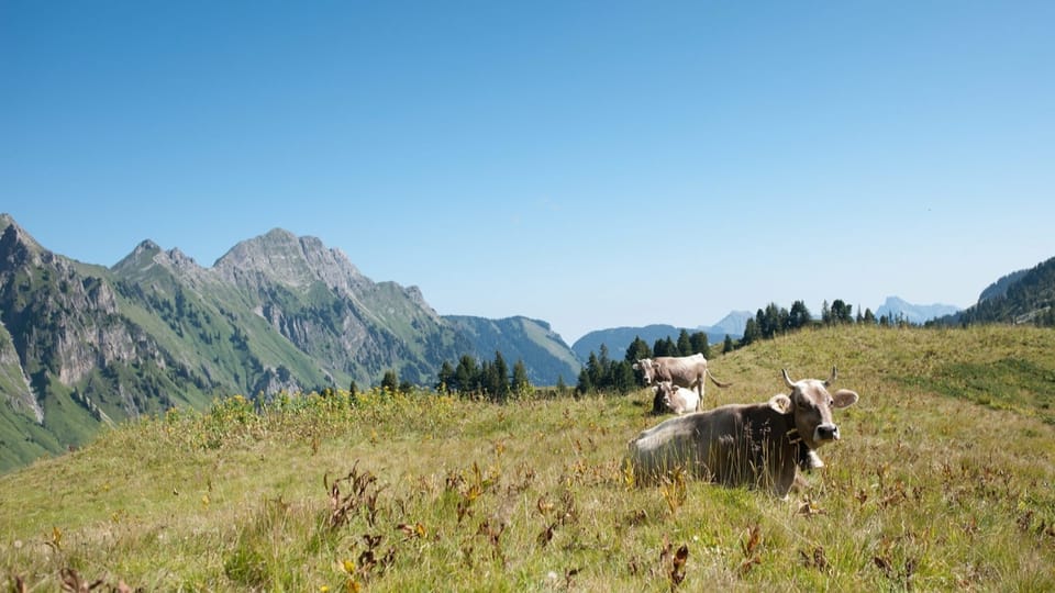 Besuch in den Freiburger Alpen: Wie die Betriebe unter der Trockenheit leiden